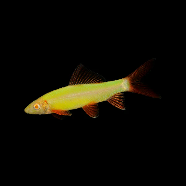 GloFish® Sharks