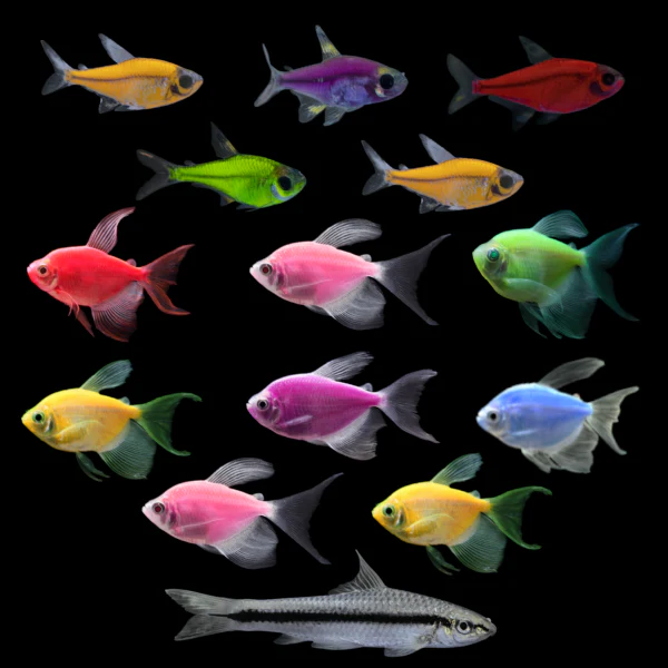 Long-Fin Tetras For Sale | Buy GloFish® online