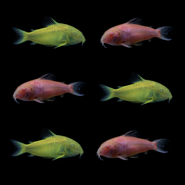 GloFish® Seasonal and Holiday