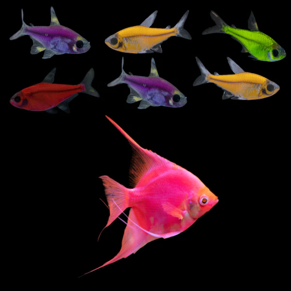 GloFish® Pristella Tetras