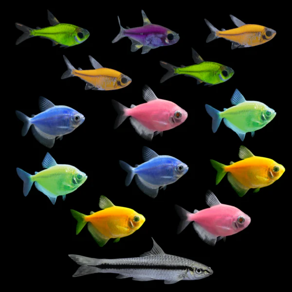 GloFish® Community Collections