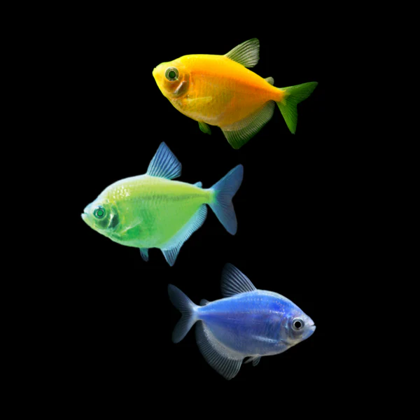 GloFish® Skirt Tetras